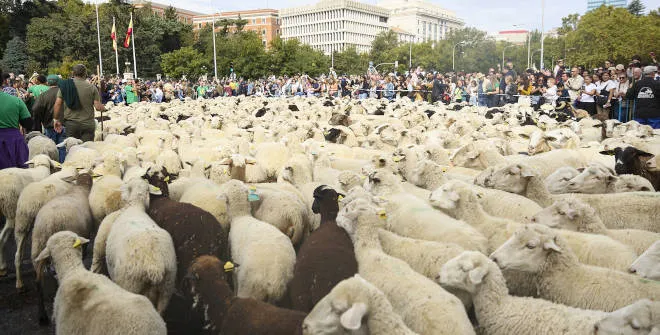 Fiesta de la Trashumancia 2026